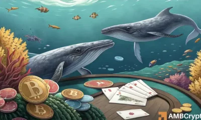 Ballenas hiperlíquidas bitcoin cortas como inversores institucionales siguen comprando - explicados