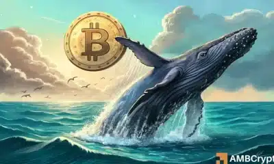 New Bitcoin Whales Surge: ¿Podría su acumulación masiva desencadenar el próximo rally?