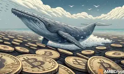 Billets de bitcoin con aumento de 1K-10K BTC: ¿la confianza de la ballena estimulará un toro?