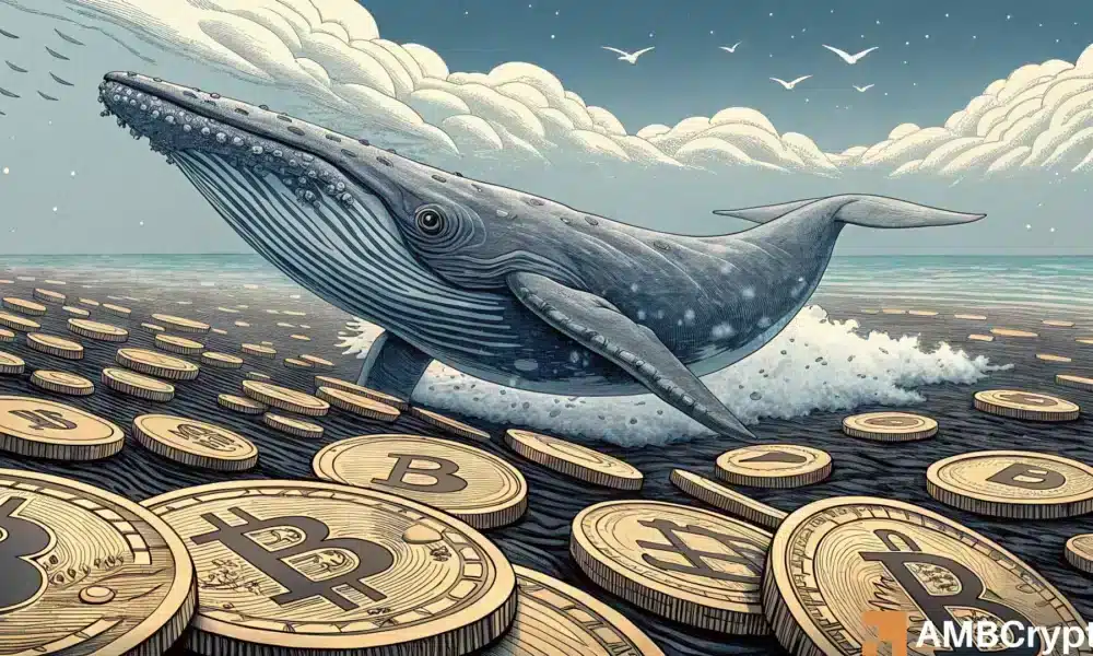 Billets de bitcoin con aumento de 1K-10K BTC: ¿la confianza de la ballena estimulará un toro?