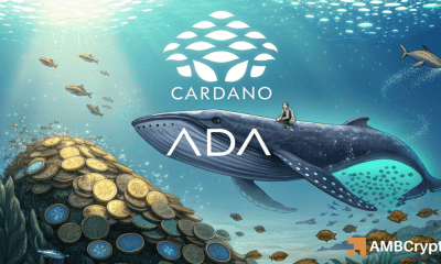 Las ballenas de Cardano van todo con 120 MLN ADA recogido: ¿esto desencadena un rally?