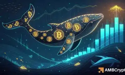 Las ballenas nuevas están apilando SATS rápidamente: ¿este desencadenará la próxima etapa de Bitcoin?