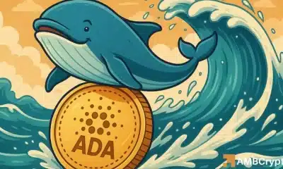 Las ballenas Cardano se mueven de 120 m de fichas, pero Ada solo podría reunirse si ...